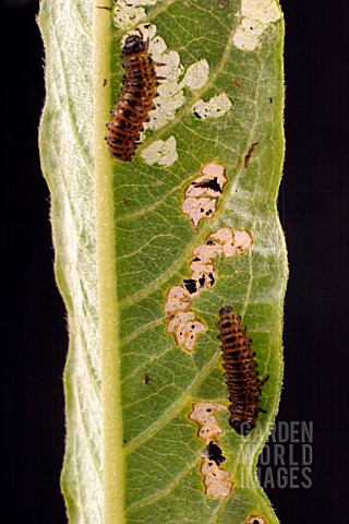 WILLOW_LEAF_BEETLE_LARVAE_PHYLODECTA_SPP_ON_WILLOW