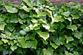 HEDERA HELIX BUTTERCUP,  SHADY SITUATION,  GROWING ON WALL