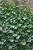 HEDERA HELIX,  HEISE DENMARK 2,  GROWING ON WALL