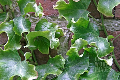 HEDERA_HELIX_CURVACEOUS