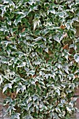 HEDERA HELIX MATHILDE,  GROWING ON WALL