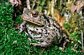 COMMON TOAD (BUFO BUFO)