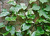 HEDERA HELIX DOMINO