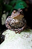 COMMON TOAD (BUFO BUFO)ON TOADSTOOL