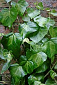 HEDERA COLCHICA SULPHUR LIGHT, IVY