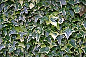 HEDERA HELIX GOLDCHILD