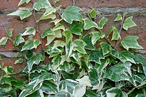 HEDERA_HELIX_EVA