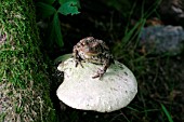 COMMON TOAD (BUFO BUFO)ON TOADSTOOL