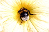 WHITE TAILED BUMBLEBEE (BOMBUS LUCORUM) INSIDE PETUNIA