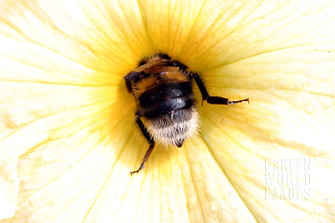 WHITE_TAILED_BUMBLEBEE_BOMBUS_LUCORUM_INSIDE_PETUNIA