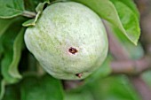 CODLING MOTH (CYDIA POMONELLA) EXIT HOLE ON APPLE