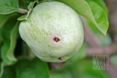 CODLING_MOTH_CYDIA_POMONELLA_EXIT_HOLE_ON_APPLE