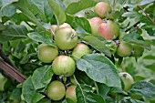 MALUS DOMESTICA, APPLE (MILLERS SEEDLING) HEAVY CROP OF RIPENING FRUIT