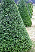 TOPIARY YEW PYRAMIDS