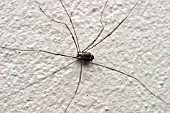 HARVESTMAN SPIDER (LEIOBUNUM ROTUNDUM) FEMALE ON WALL