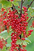 REDCURRANT RED LAKE, RIPE FRUIT ON BUSH