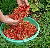 REDCURRANTS BEING HARVESTED