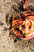 WASPS AND FLIES EATING ROTTING PEACH