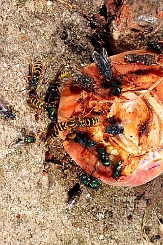 WASPS_AND_FLIES_EATING_ROTTING_PEACH