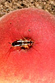 EARWIG (FORFICULA AURICULARIA) EATING PEACH