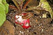 BROWN SLUG EATING RADISH