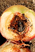 EARWIG (FORFICULA AURICULARIA) HIDING IN PEACH