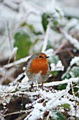 ROBIN PERCHING IN SNOW