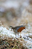 ROBIN PERCHING ON FROSTY GRASS