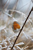 ROBIN PERCHING ON THISTLE STALK