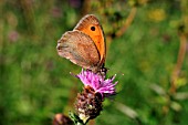 MEADOW BROWN BUTTERFLY ON KNAPWEED