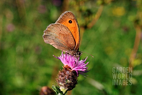 MEADOW_BROWN_BUTTERFLY_ON_KNAPWEED