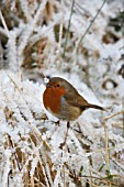 ROBIN PERCHING ON FROSTY GRASS