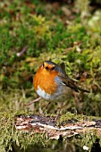 ROBIN PERCHING ON STUMP