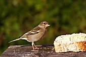 CHAFFINCH FEMALE ON BIRDTABLE