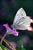 GREEN VEINED WHITE BUTTERFLY ON FLOWER