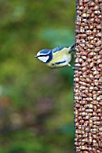 BLUE TIT PERCHING ON NUT FEEDER