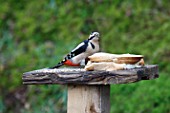 GREAT SPOTTED WOODPECKER ON BIRD TABLE