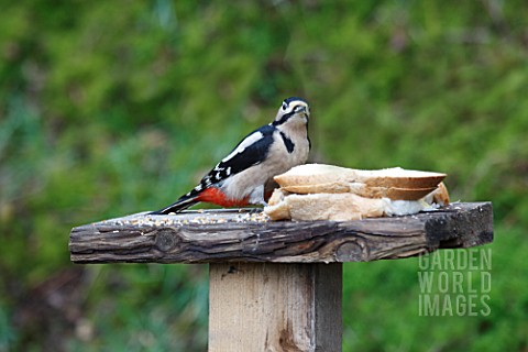 GREAT_SPOTTED_WOODPECKER_ON_BIRD_TABLE