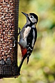 GREAT SPOTTED WOODPECKER ON NUT FEEDER