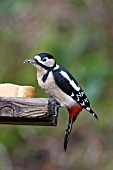 GREAT SPOTTED WOODPECKER