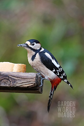 GREAT_SPOTTED_WOODPECKER