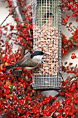 MARSH TIT FEEDING ON NUT FEEDER