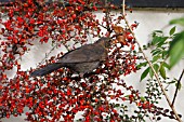 BLACKBIRD IN COTONEASTER BUSH