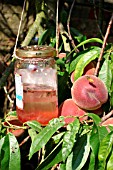 WASP TRAP USING JAMJAR IN PEACH TREE