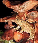 COMMON TOAD SITTING ON TOADSTOOL