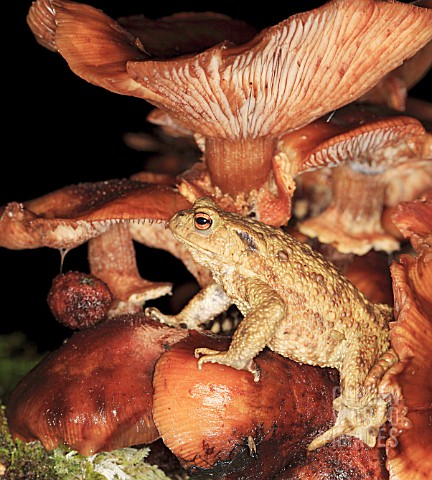 COMMON_TOAD_SITTING_ON_TOADSTOOL