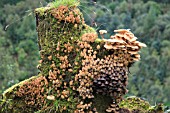 FUNGI GROWING ON DEAD SYCAMORE STUMP