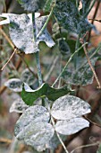 PEA POWDERY MILDEW, COVERING ALL PARTS OF PLANT