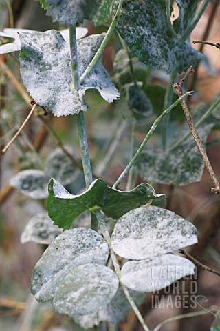 PEA_POWDERY_MILDEW_COVERING_ALL_PARTS_OF_PLANT