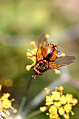 PARASITIC FLY (TACHINA FERA) ON FLOWER